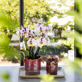 Kolibri Home | Aura sierpot - Ø9cm