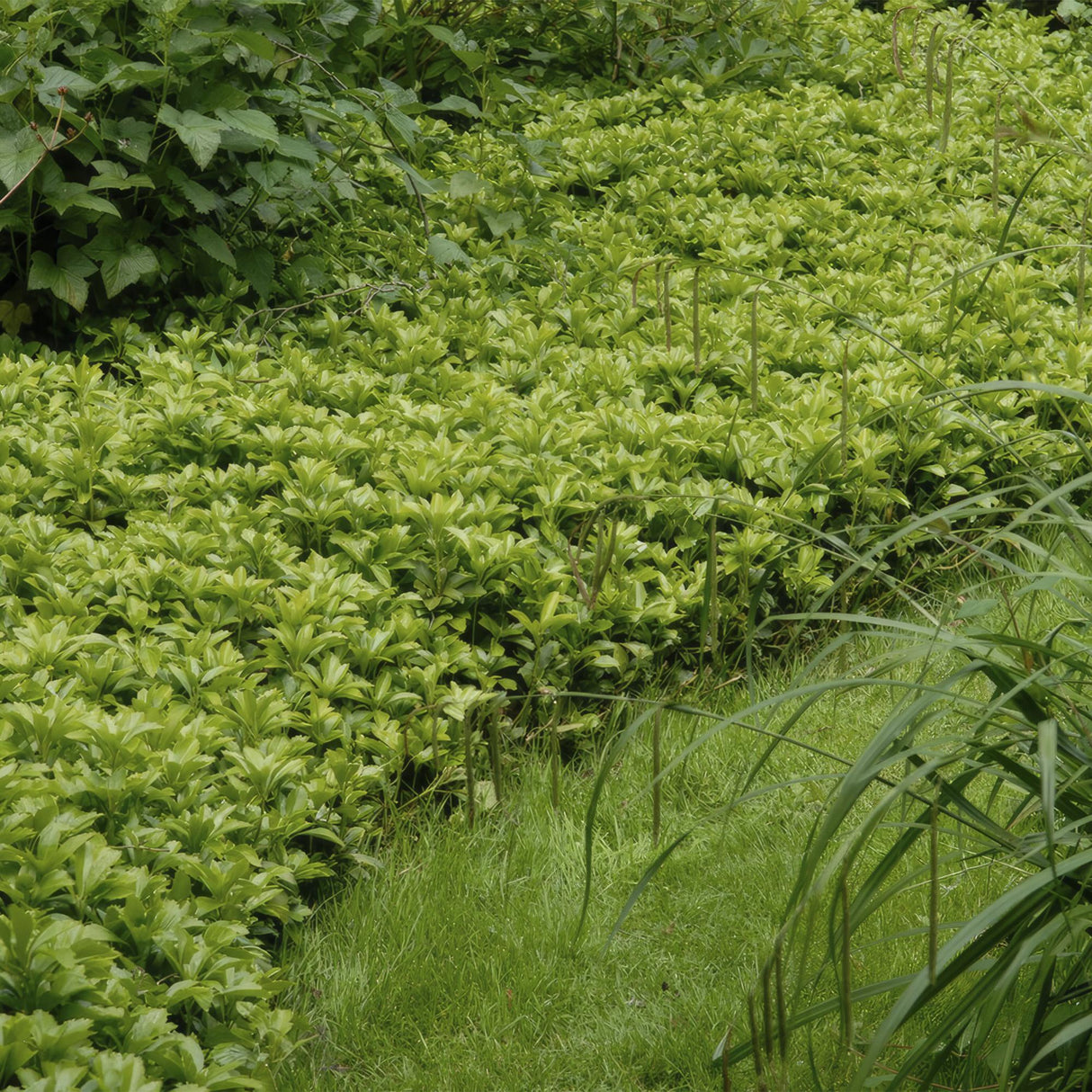 48x Pachysandra Sorte 'Green Carpet' - ↕10-25cm - Ø9cm