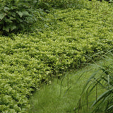 48x Pachysandra Sorte 'Green Carpet' - ↕10-25cm - Ø9cm