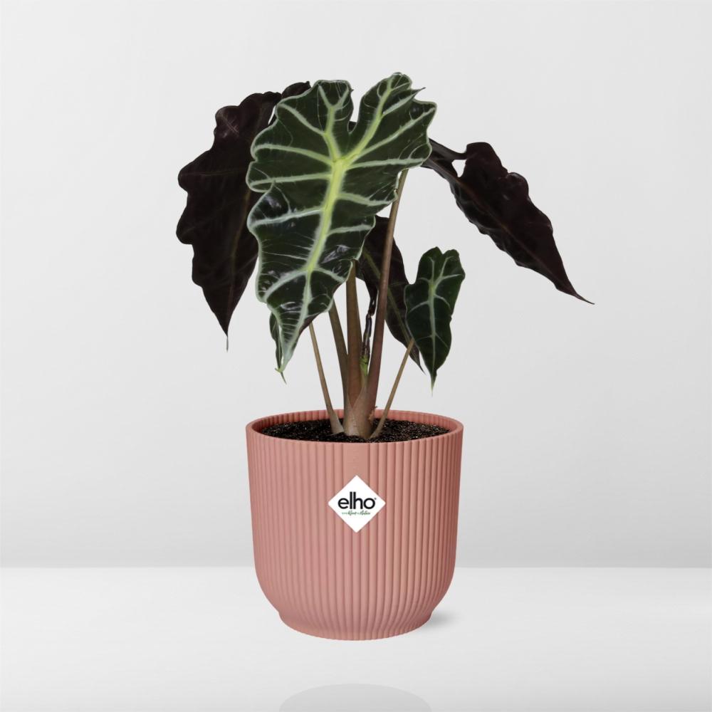 Alocasia ‚Polly‘ in ELHO Vibes Fold 14cm rosa