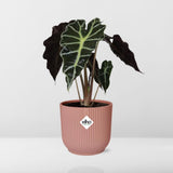 Alocasia ‚Polly‘ in ELHO Vibes Fold 14cm rosa