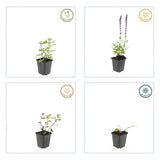 48x Salvia nem. 'Caradonna' - ↕10-25cm - Ø9cm