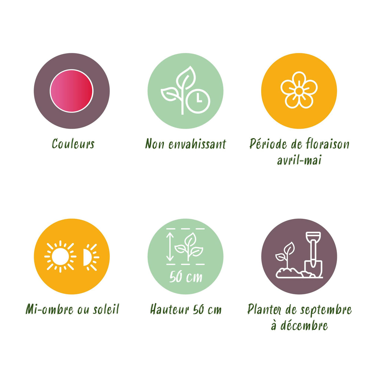 Green boutiQ - Bloembollen - Tulp Triumph Pink - Kleur Roze - 15 stuks - Bolmaat 11/12 - XXL Pack