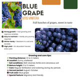 3 x Biologische Druivenplanten - ↕20 cm - Ø 13 cm