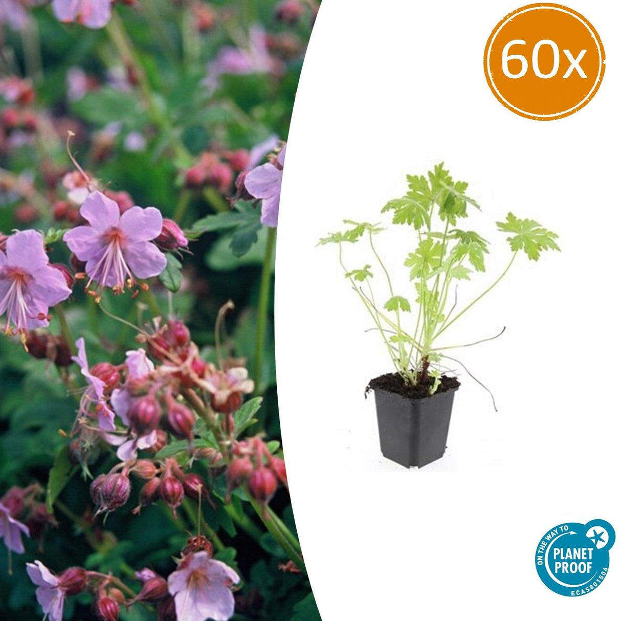 60x Geranium macrorrhizum - ↕10-25cm - Ø9cm