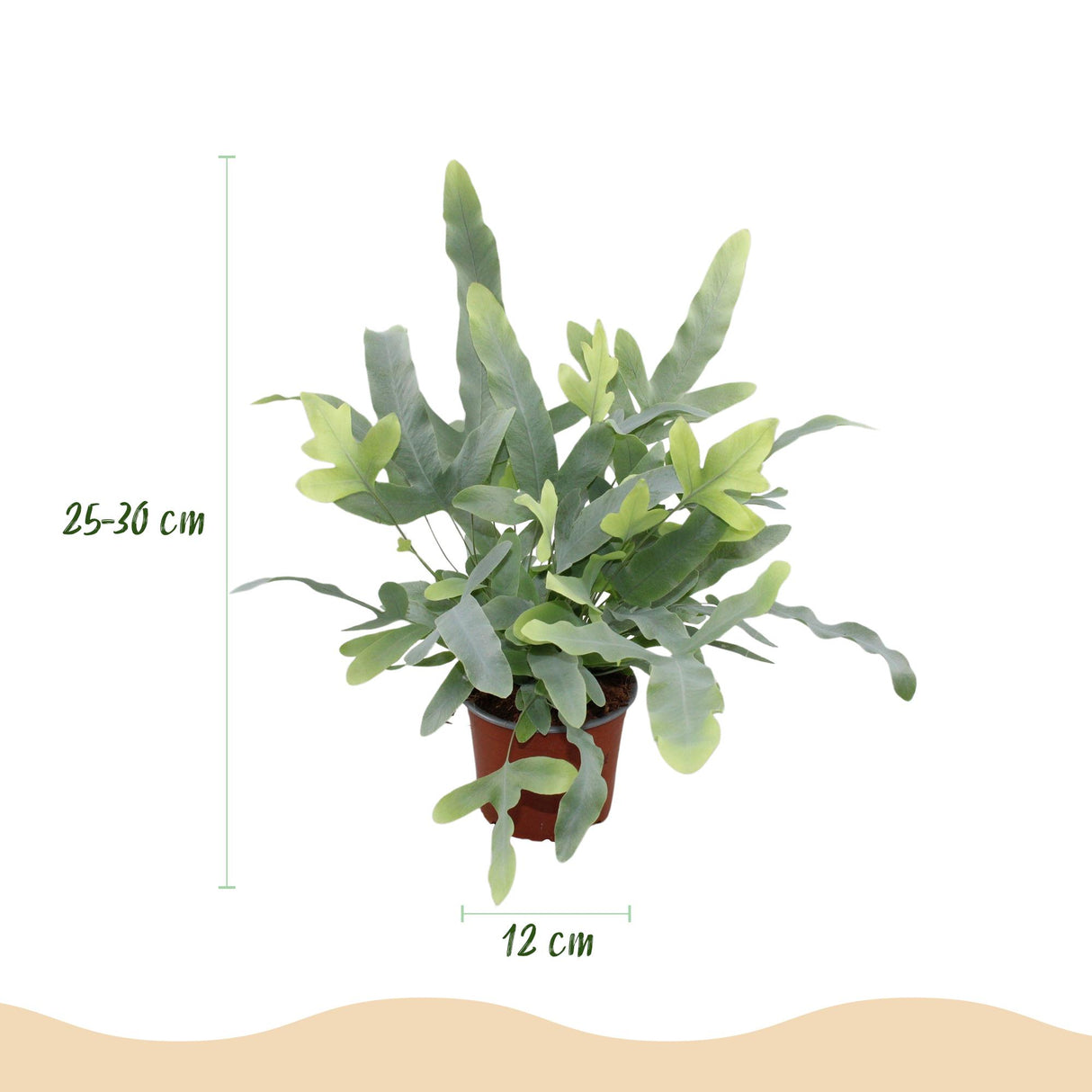 Phlebodium aureum Blue Star - Blauwe Varen - Huisdiervriendelijke Plant - Blauw - 4 Planten - met Mand - Pot 12cm - Hoogte 25cm