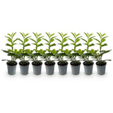 Green boutiQ - Haagplanten - Prunus laurocerasus Novita - blad groen - 8 planten - 1 strekkende meter - groenblijvend - pot 9cm hoogte 30-35cm