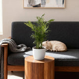 Chamaedorea elegans - Goudpalm - Huisdiervriendelijke Plant - Groen - 1 Plant - met Potter Wit - Pot 12cm - Hoogte 15cm