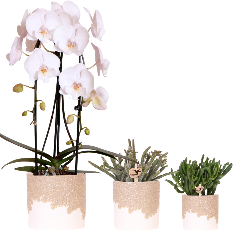 Plantenset Bloom Sand | Witte Niagara Falls orchidee 12cm + groene planten incl. Bloom Sand sierpotten