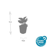 24x Rudbeckia fulgida 'Goldsturm' - ↕10-25cm - Ø9cm