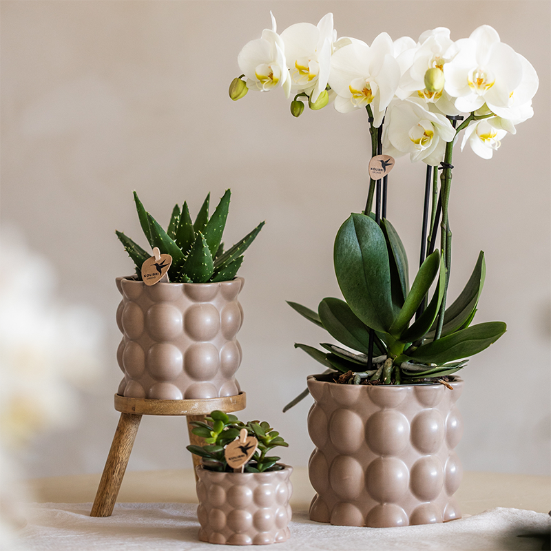 Kolibri Orchids | Plantenset Cotton zand | Groene planten met witte Phalaenopsis orchidee Ghent in keramieken sierpotten