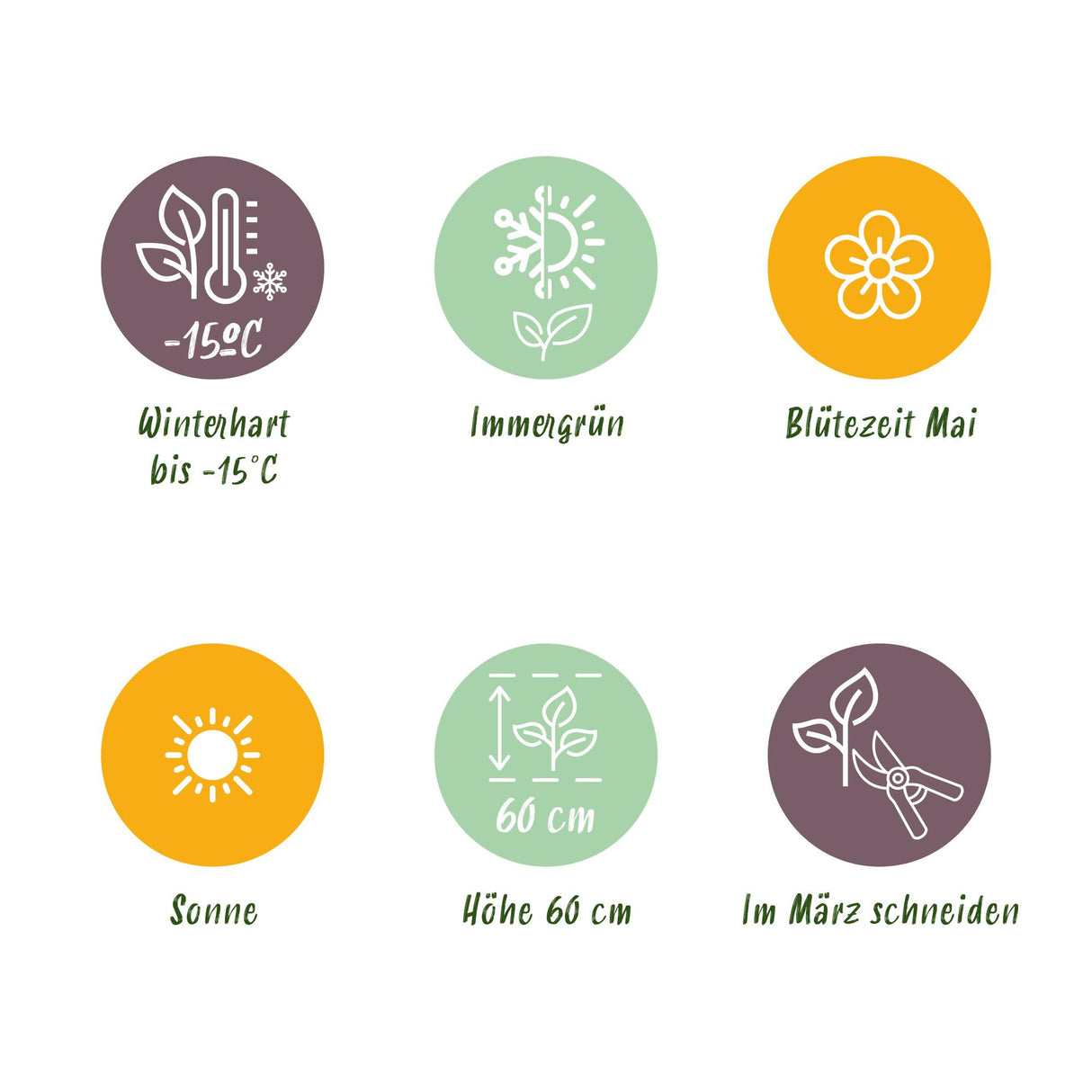 Green boutiQ - Siergrassen -  Carex oshimensis Everillo - Geel - 2 Planten - Bladhoudend - Weinig Onderhoud - Pot 17cm Hoogte 50cm