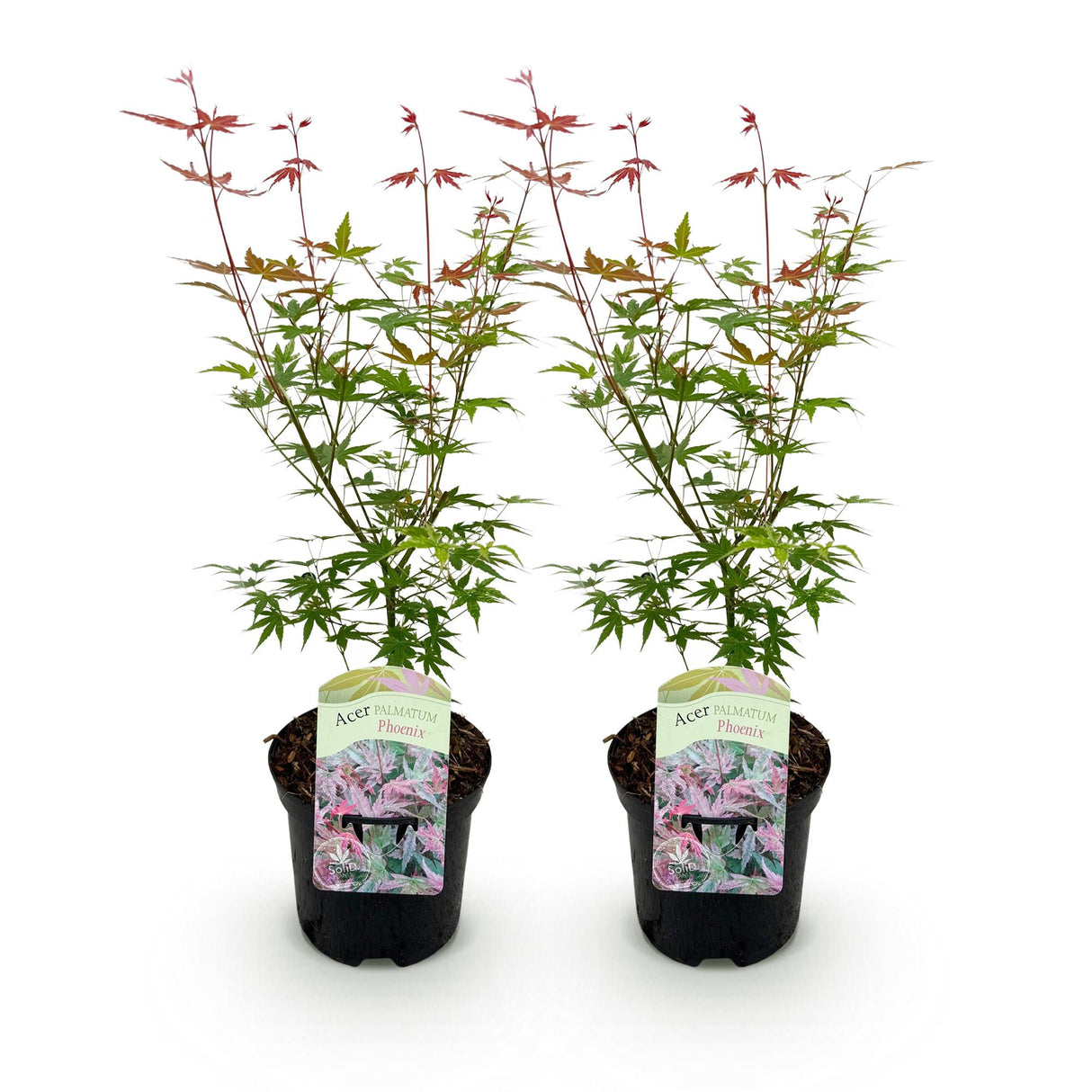 Green boutiQ - Terrasplant - Japanse Esdoorn - Acer palmatum Phoenix - Roze - 2 Planten - Bladverliezend - Pot 19cm Hoogte 70cm