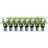 Green boutiQ - Haagplanten - Prunus lusitanica Angustifolia - blad groen - 8 planten - 1 strekkende meter - groenblijvend - pot 9cm hoogte 30-35cm