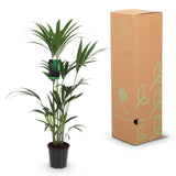 Howea Forsteriana - Kentia Palm - Weinig Onderhoud - Groen - 1 Plant - met Potter Wit - Pot 21cm - Hoogte 120-130cm