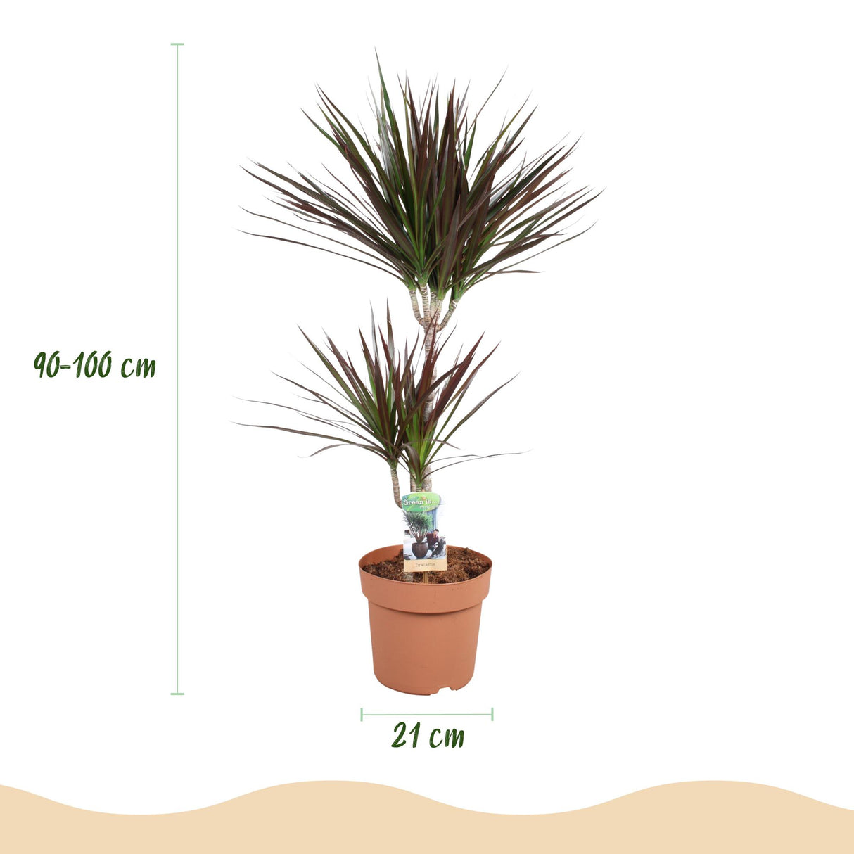 Dracaena Magenta - Drakenbloedboom - Weinig onderhoud - Groen - 1 Plant - met Potter Wit - Pot 21cm - Hoogte 90-100cm