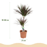 Dracaena Magenta - Drakenbloedboom - Weinig onderhoud - Groen - 1 Plant - met Potter Wit - Pot 21cm - Hoogte 90-100cm