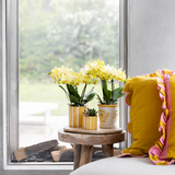 Kolibri Orchids | gele Phalaenopsis orchidee - Albenga - potmaat Ø9cm | bloeiende kamerplant - vers van de kweker