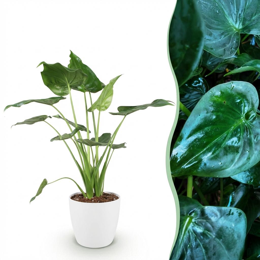 Alocasia Cucullata - Boeddha,s hand - Weinig onderhoud - Groen - 1 Plant - met Potter Wit - Pot 21cm - Hoogte 65-70cm