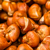 Lot de 15 sachets de bulbes de tulipes mélangés