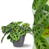 Maranta Fascinator Kerchoveana - Zebraplant - Huisdiervriendelijke Plant - Groen - 1 Plant - met Potter Grijs - Pot 12cm - Hoogte 25cm