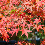 Green boutiQ - Terrasplant - Japanse Esdoorn - Acer palmatum Shaina - Rood - 2 Planten - Bladverliezend - Pot 19cm Hoogte 70cm