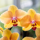 Kolibri Orchids | Oranje phalaenopsis orchidee potmaat Ø12cm | Sunny Bunny | bloeiende kamerplant - vers van de kweker