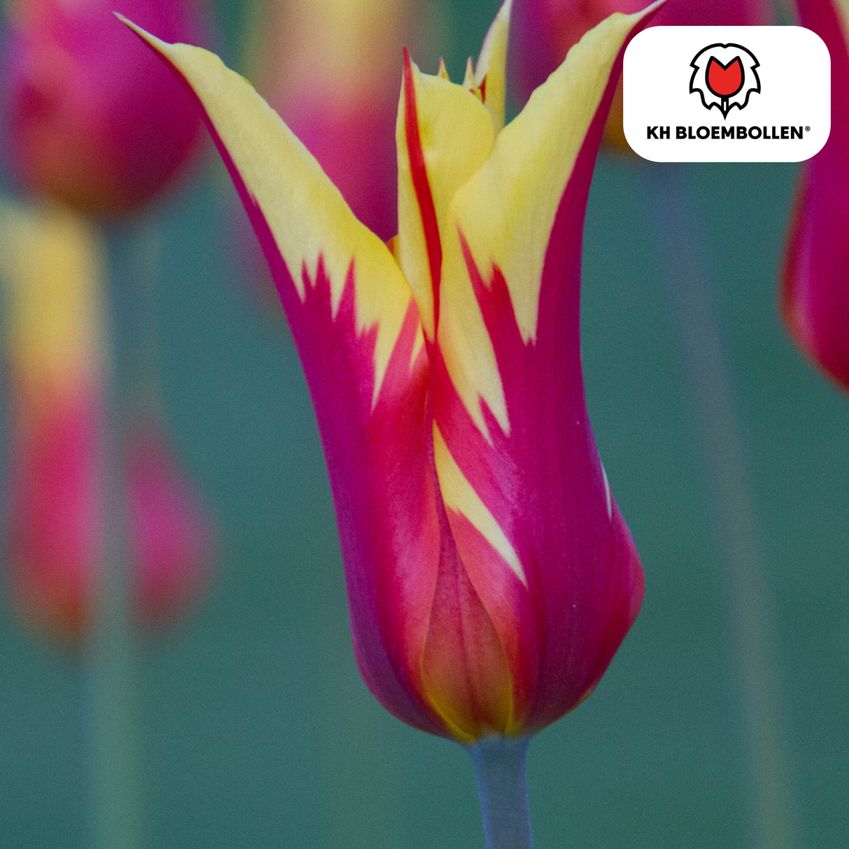 Bulbes de tulipes Fire Wings – 20 pièces | KH Bloembollen® | Tulipe rouge-jaune flammée – Vif & Remarquable – Pour jardin ou pot – Taille 11/12 – Frais du producteur