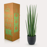 Kunstpflanze - Sanseveria Cylindrica - Bogenhanf - 70 cm