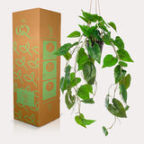Plante artificielle - Philodendron scandens - Plante grimpante - 80 cm