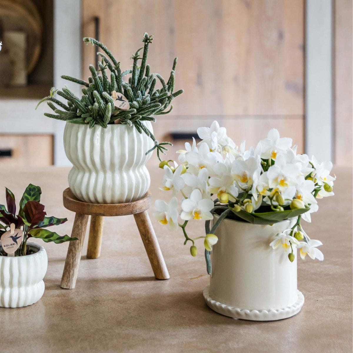 Kolibri Orchids | Witte Phalaenopsis Orchidee - Botanic Nazaré in Melody Sierpot - Ø9 cm