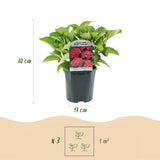 Hortensia / Hydrangea macrophylla Rood - Bloem Rood - 3 Planten - 1 m2 - Bladverliezend - Weinig Onderhoud - Pot 17cm Hoogte 30cm