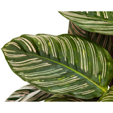 Slaapplant / Calathea Ornata Sanderiana - ↕70cm - Ø27cm