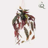 Kunstpflanze - Begonia Maculata - Gepunktete Begonie - 80 cm