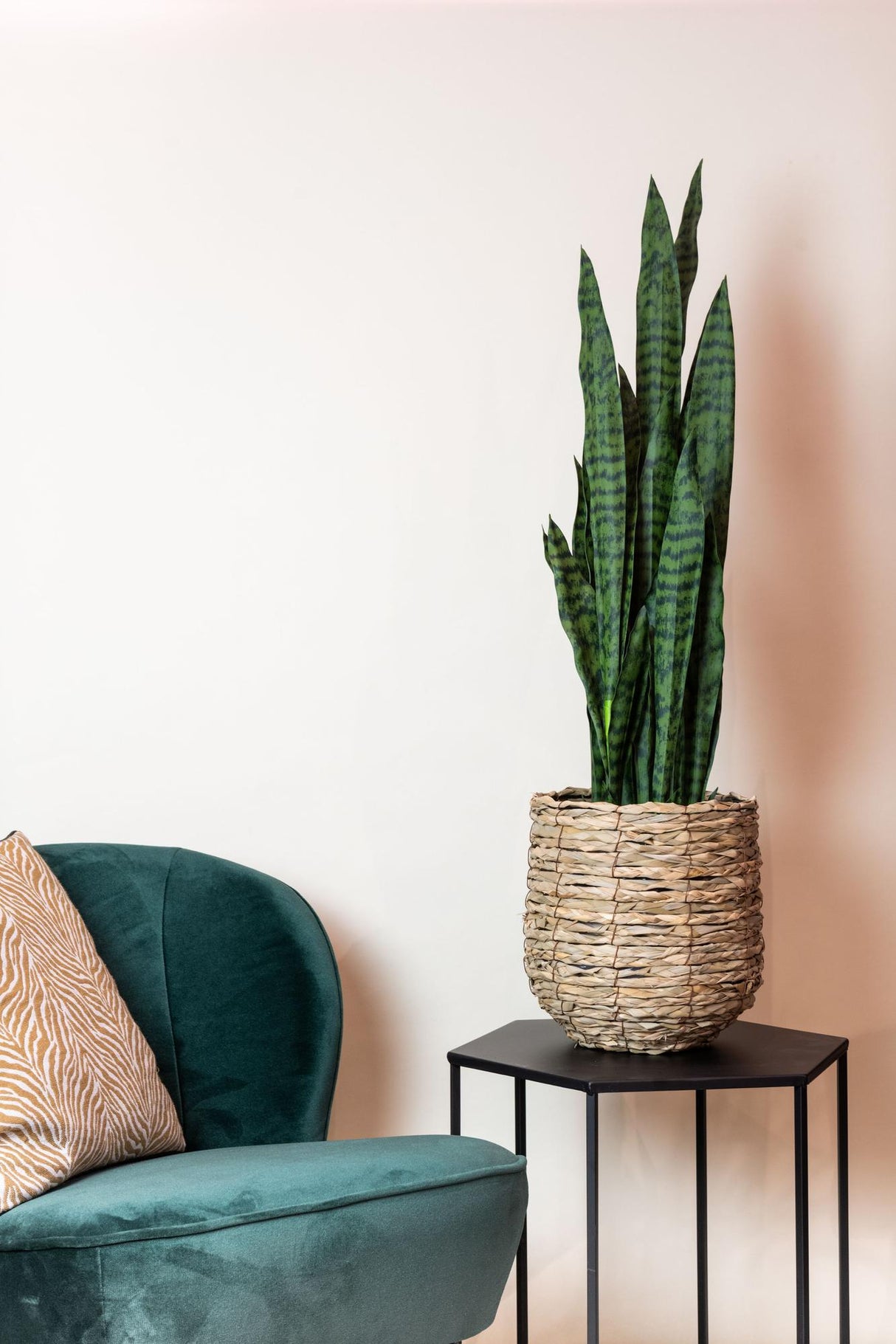 Plante artificielle - Sansevieria black coral - Langue de belle-mère - 97 cm