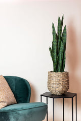 Plante artificielle - Sansevieria black coral - Langue de belle-mère - 97 cm
