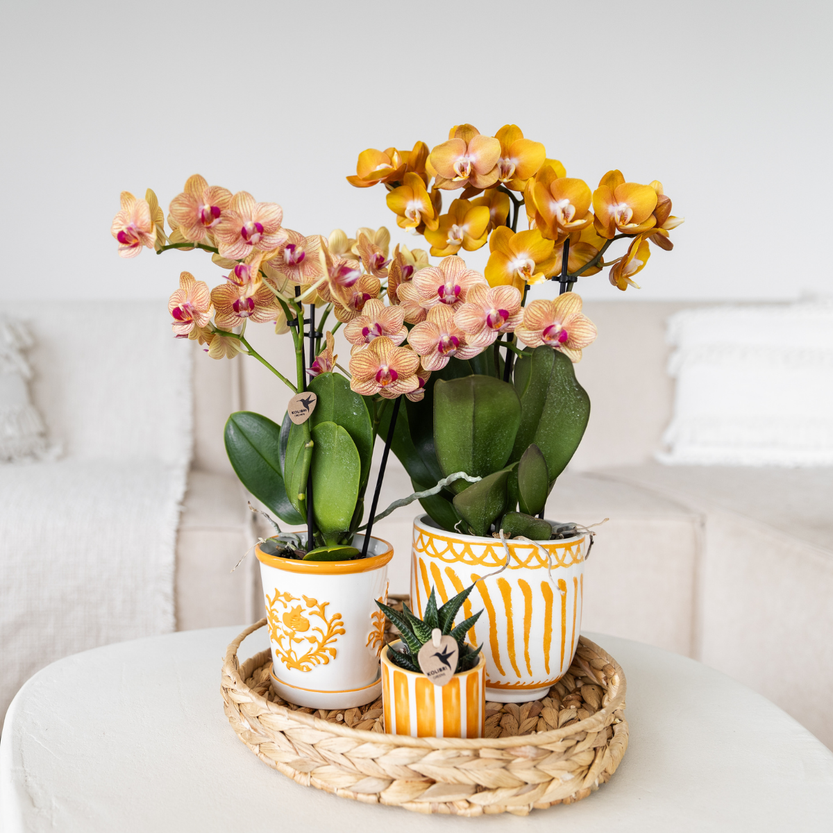 Kolibri Orchids | oranje Phalaenopsis orchidee potmaat Ø9cm | Jamaica | bloeiende kamerplant - vers van de kweker