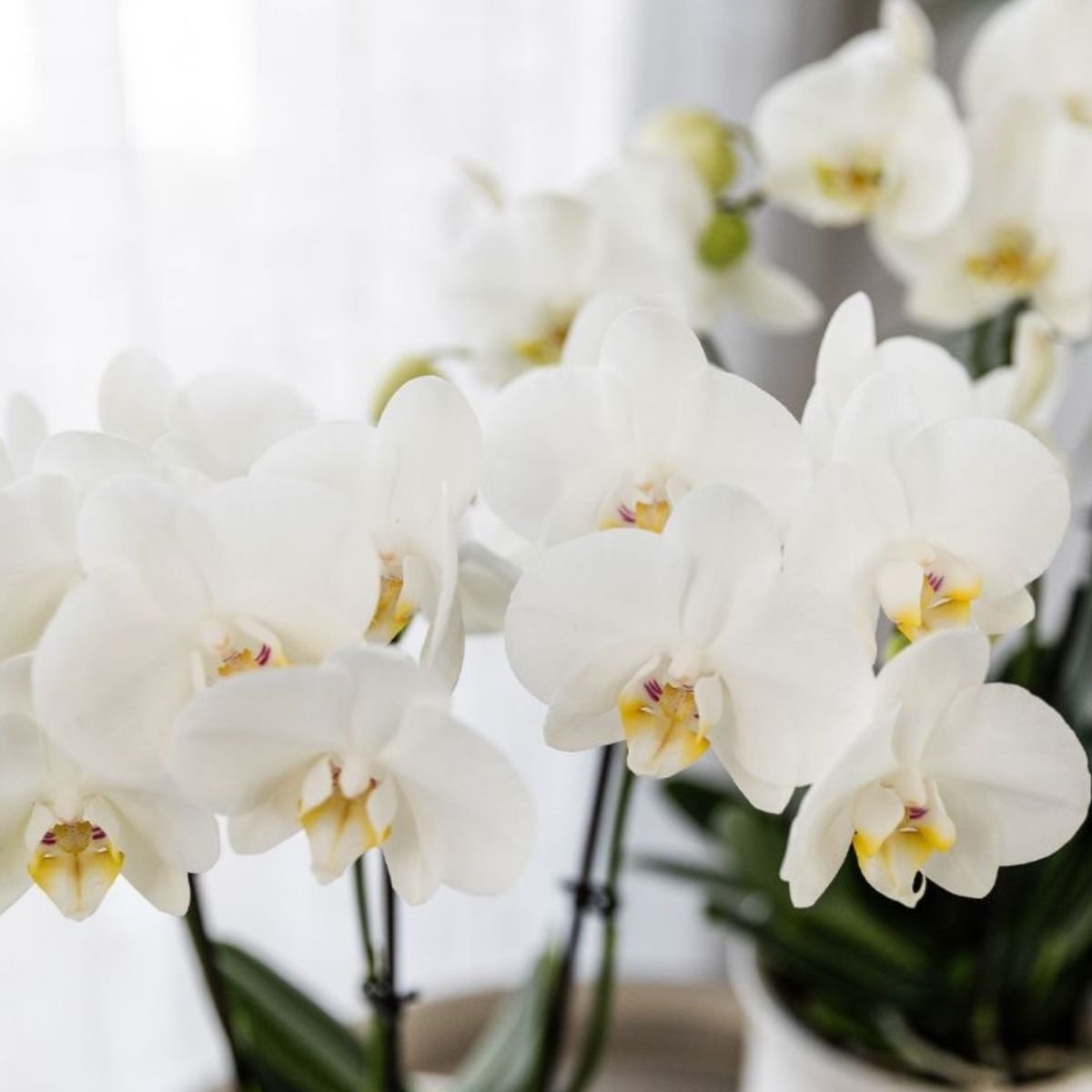 Kolibri Orchids | Witte Phalaenopsis Orchidee - Mineral Amabilis in Chrome Dubbel Sierpot met Giftbox - Ø9 cm