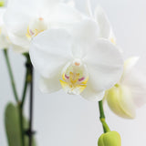 Kolibri Orchids | COMBI DEAL van 2 witte Phalaenopsis orchideeën - Amabilis - potmaat Ø9cm | bloeiende kamerplant - vers van de kweker