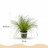 Cyperus alternifolius Zumula - Kattengras - Huisdiervriendelijke Plant - Groen - 4 Planten - met Potter Wit - Pot 12cm - Hoogte 20cm
