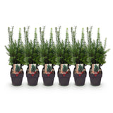 Haagplanten - Taxus media Hilii - blad groen - 6 planten - 1 strekkende meter - groenblijvend - pot 17cm hoogte 60cm