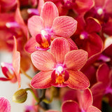 Kolibri Orchids | Plantenset Chrome - Rode Phalaenopsis Orchidee Blossom Congo & Succulent