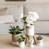 Plantenset Bamboo | Witte Amabilis orchidee Ø9cm + groene plant incl. keramieken sierpotten