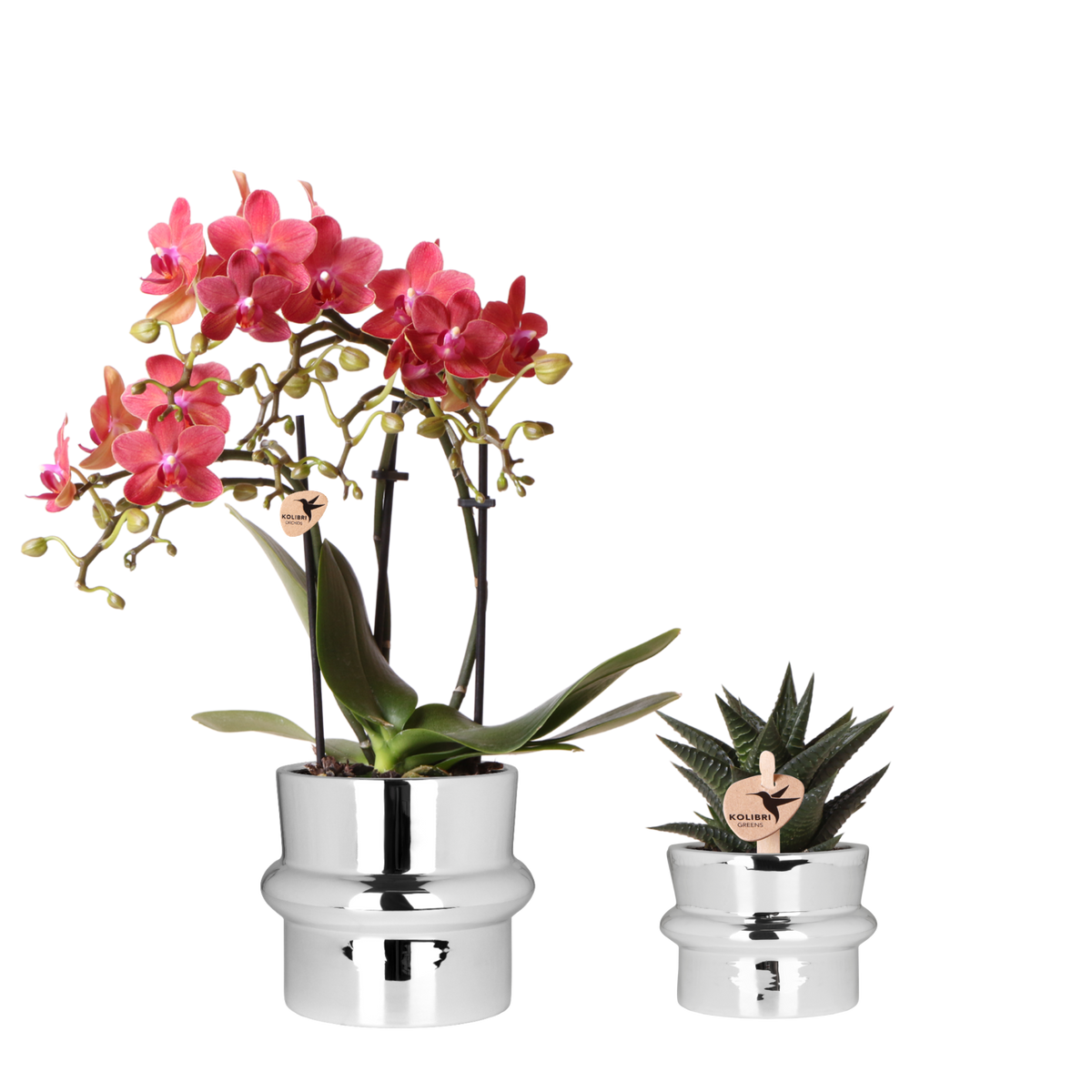 Kolibri Orchids | Plantenset Chrome - Rode Phalaenopsis Orchidee Blossom Congo & Succulent