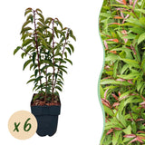 Haagplanten - Prunus lusitanica Angustifolia - blad groen - 6 planten - 1 strekkende meter - groenblijvend - pot 17cm hoogte 50cm