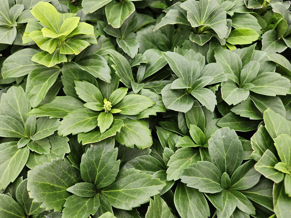 24x Pachysandra terminalis - ↕10-25cm - Ø9cm