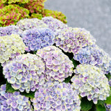 Hortensia - Hydrangea Magical Jewel Blue - Blauw - 6-10 Bloemen - 2 Planten - Pot 23cm Hoogte 55cm