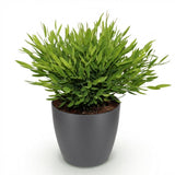 Bamusa Pogonatherum Monica - Bamboegras - Huisdiervriendelijke Plant - Groen - 1 Plant - met Potter Grijs - Pot 12cm - Hoogte 20cm