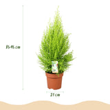 Cupressus Gold Crest Wilma - Kamer conifeer - Weinig onderhoud - Groen - met Potter Grijs - Pot 21cm - Hoogte 85-95cm