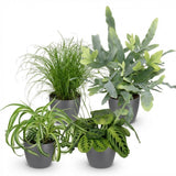 Chlorophytum - Cyperus - Phlebodium - Marantha - Mix van 4 - Huisdiervriendelijke Planten - Groen - 4 Planten - met Potter Grijs - Pot 12cm - Hoogte 25cm